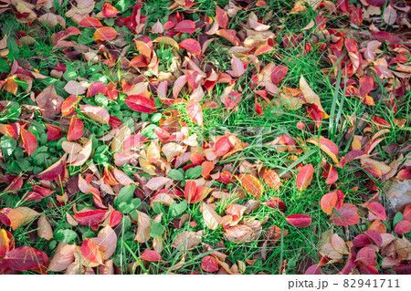 紅葉の落ち葉 紅葉の落ち葉 82941711