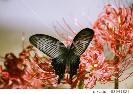彼岸花の蜜を求めるクロアゲハ 彼岸花の蜜を求めるクロアゲハ 82941822
