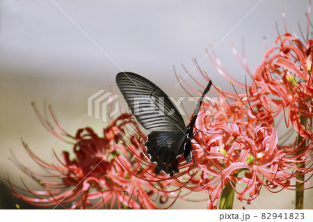 彼岸花の蜜を求めるクロアゲハ 82941823