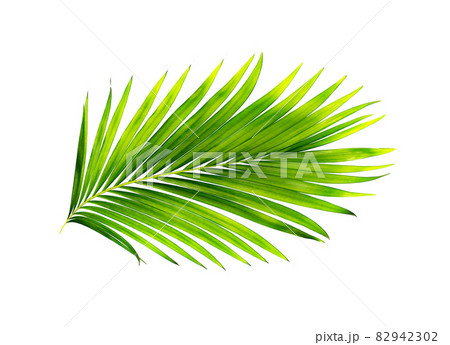 green leaves of palm tree isolated on white background 82942302
