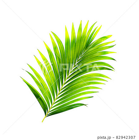 green leaves of palm tree isolated on white background 82942307