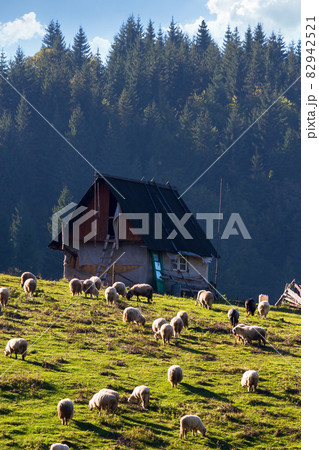 flock grazing on the grassy meadow. shepherd shed on the hill near the forest. apuseni natural park, romania flock grazing on the grassy meadow. shepherd shed on the hill near the forest. apuseni natural park, romania 82942521