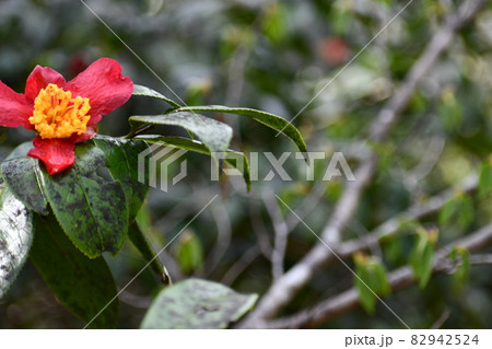 大きな花弁を出している1輪の椿の花の写真素材