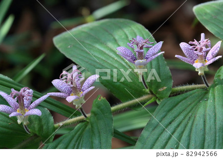 ホトトギス　日本固有種　野草　 82942566