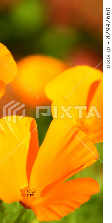 Eschscholzia californica. Beautiful orange bright annual flower of the poppy family in the garden. Floral background. Wallpaper for desktop, wallpaper for phone 82942660