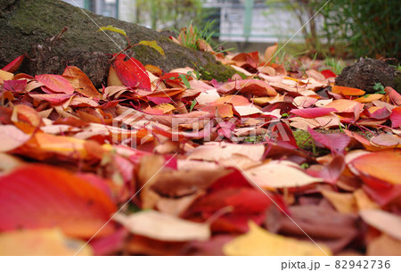 紅葉 82942736