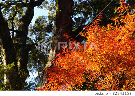 紅葉 82943153