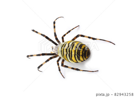 Wasp spider (Argiope bruennichi) isolated on white Wasp spider (Argiope bruennichi) isolated on white 82943258