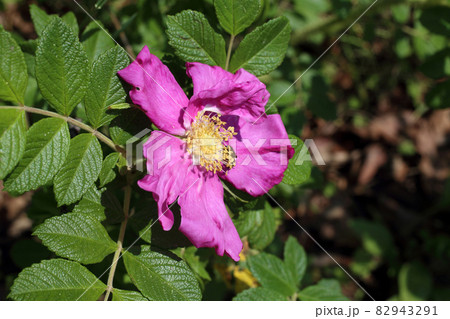 Dog rose flower (Rosa rugosa, beach rose, Japanese rose) Dog rose flower (Rosa rugosa, beach rose, Japanese rose) 82943291