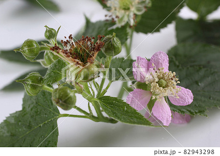 Blackberry branch with buds and flowers Blackberry branch with buds and flowers 82943298