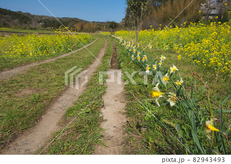 水仙が並ぶ風景《市原市》 82943493