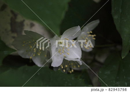 Sweet Mock Orange (English Dogwood, Philadelphus coronarius) 82943798