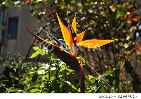 ストレリチア 82944017