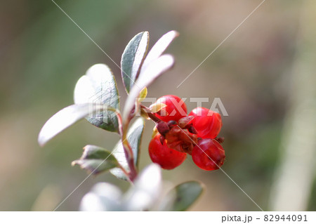 Growing cowberry. Northern berry. Harvest 82944091