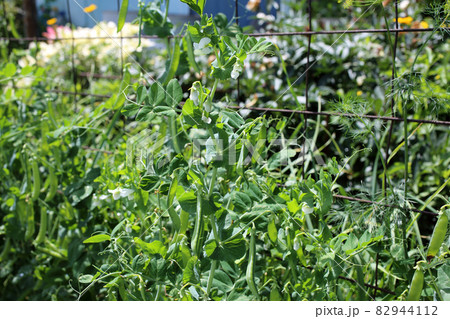Growing pea. Young flowers and pods 82944112