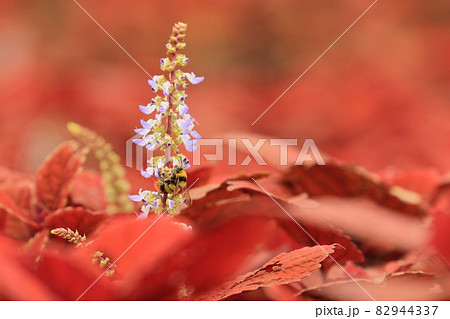 コリウスの花 紫蘇の花 カラーリーフ 赤いコリウスの花の写真素材
