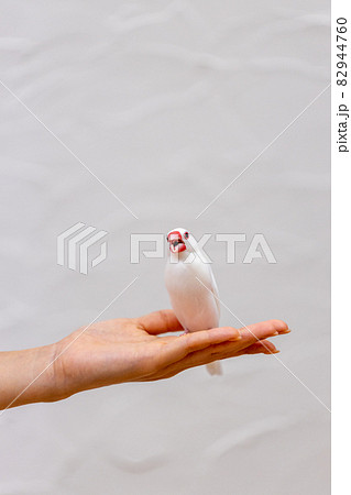 女性の手の上に乗っている手乗り文鳥 女性の手の上に乗っている手乗り文鳥 82944760