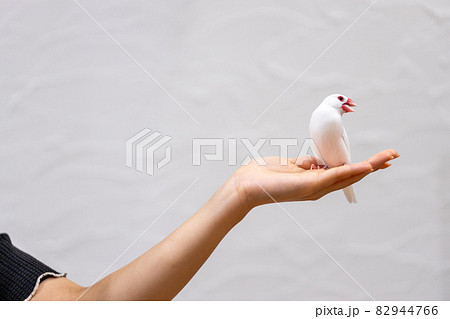 女性の手の上に乗っている手乗り文鳥 女性の手の上に乗っている手乗り文鳥 82944766