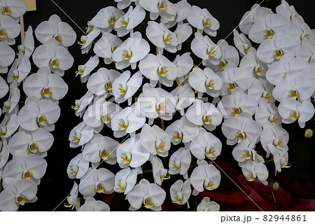 胡蝶蘭の花 82944861