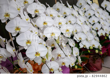 胡蝶蘭の花 胡蝶蘭の花 82944862