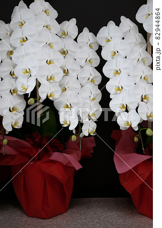 胡蝶蘭の花 82944864