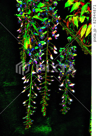 藤の花 藤の花 82944871