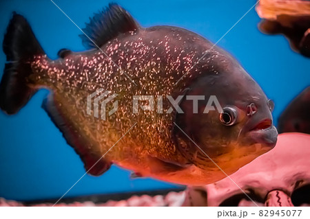 Aggressive predatory piranha awaits the victim. Pygocentrus nattereri in blue water. Underwater, selective focus, motion blur image 82945077