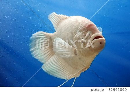 Closeup beautiful white freshwater fish Osphronemus goramy swims in blue water. Underwater, selective focus, motion blur image Closeup beautiful white freshwater fish Osphronemus goramy swims in blue water. Underwater, selective focus, motion blur image 82945090