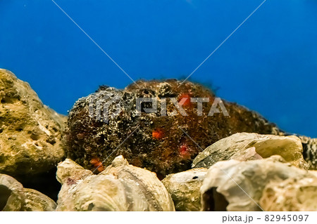 Poisonous sea stone fish Synanceia verrucosa on a background of reefs in blue water. Underwater, selective focus, motion blur image 82945097
