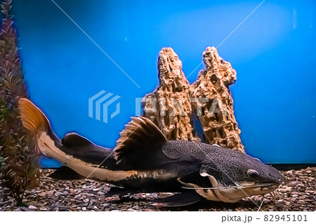 A huge catfish Pimelodidae swims in the aquarium. Underwater, selective focus, motion blur image A huge catfish Pimelodidae swims in the aquarium. Underwater, selective focus, motion blur image 82945101