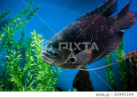 A large black freshwater fish Osphronemus goramy slowly swims in blue water. Underwater, selective focus, motion blur image A large black freshwater fish Osphronemus goramy slowly swims in blue water. Underwater, selective focus, motion blur image 82945104