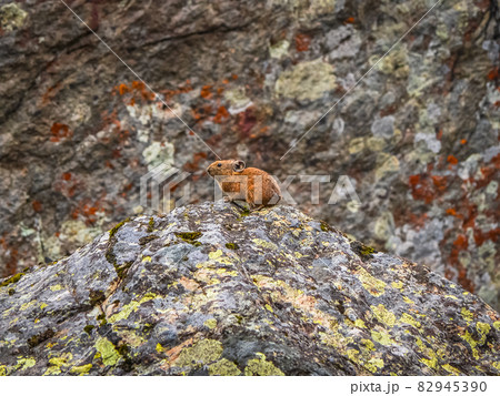 Selectiv focus. Close up of funny Pika Ochotona collaris sits on rocky in Altai mountain. Cute small mammal on bokeh background. Small pika rodent bask on rock. Selectiv focus. Close up of funny Pika Ochotona collaris sits on rocky in Altai mountain. Cute small mammal on bokeh background. Small pika rodent bask on rock. 82945390