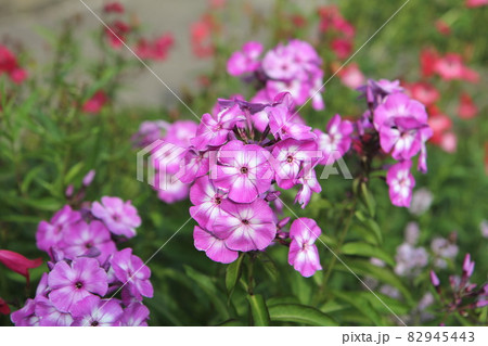 二色咲　宿根フロックス 82945443