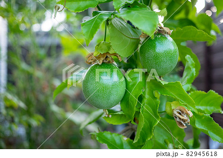 家の庭になったパッションフルーツの青い実の写真素材