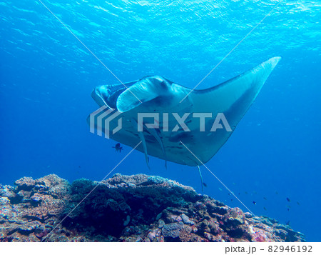 【水中写真】石垣島の海で出会った色とりどりの生き物たち・マンタ 82946192