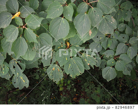 山肌の緑のカーテン【新潟県胎内市】 82946897