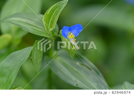 ツユクサ 82946974