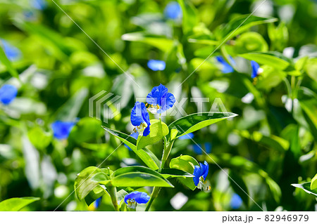 ツユクサ 82946979
