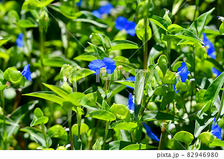 ツユクサ 82946980