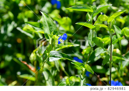 ツユクサ 82946981