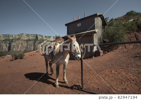 canyon mule 82947194