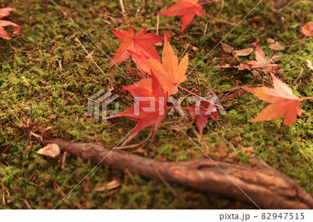 公園の紅葉 公園の紅葉 82947515