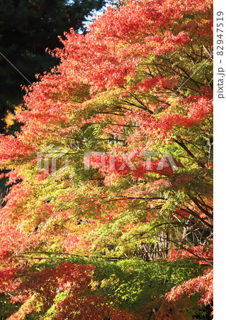 公園の紅葉 公園の紅葉 82947519
