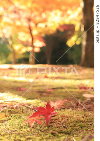 公園の紅葉 公園の紅葉 82947526