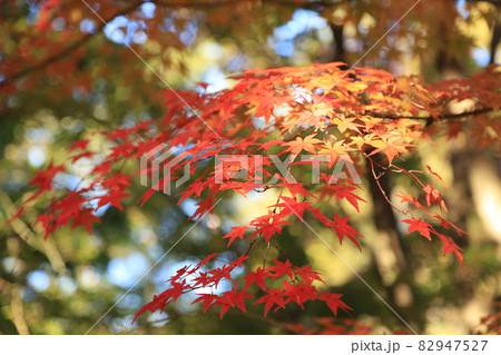 公園の紅葉 公園の紅葉 82947527