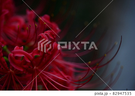 ヒガンバナ(彼岸花)の花・クローズアップ ヒガンバナ(彼岸花)の花・クローズアップ 82947535