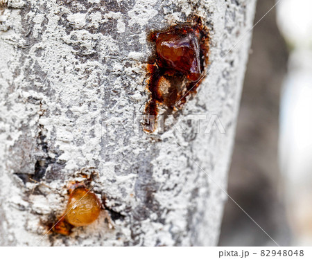 Healing brown resin on a tree, close-up. Natural medicine 82948048