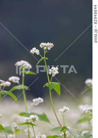 蕎麦の花 82948644