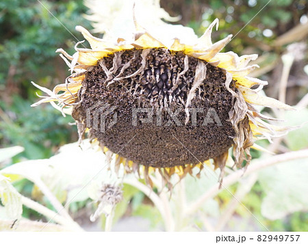 花が咲き終わり萎れた向日葵の花 花が咲き終わり萎れた向日葵の花 82949757