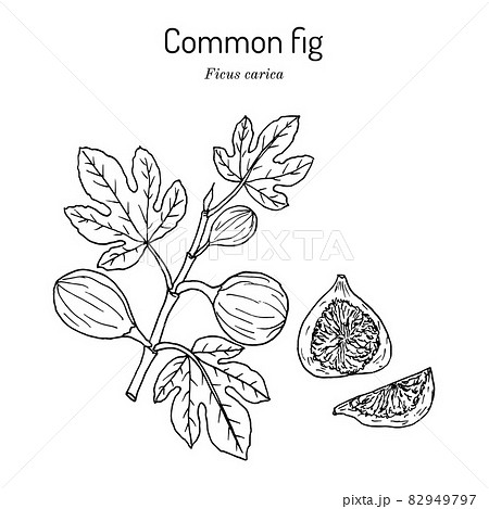 Common fig Ficus carica . Hand drawn vector illustration 82949797